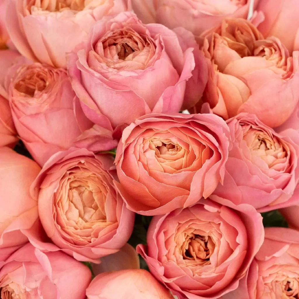 Romantic Antique Pink Cabbage Garden Rose