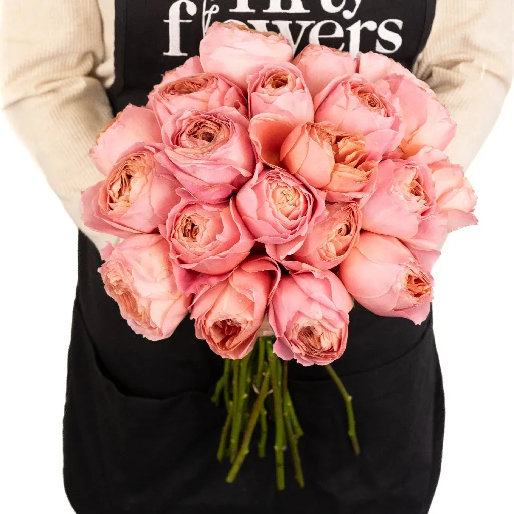 Romantic Antique Pink Cabbage Garden Rose