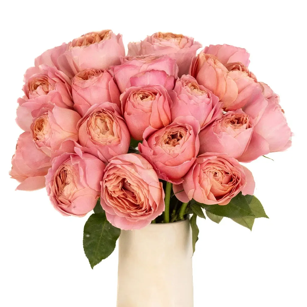 Romantic Antique Pink Cabbage Garden Rose