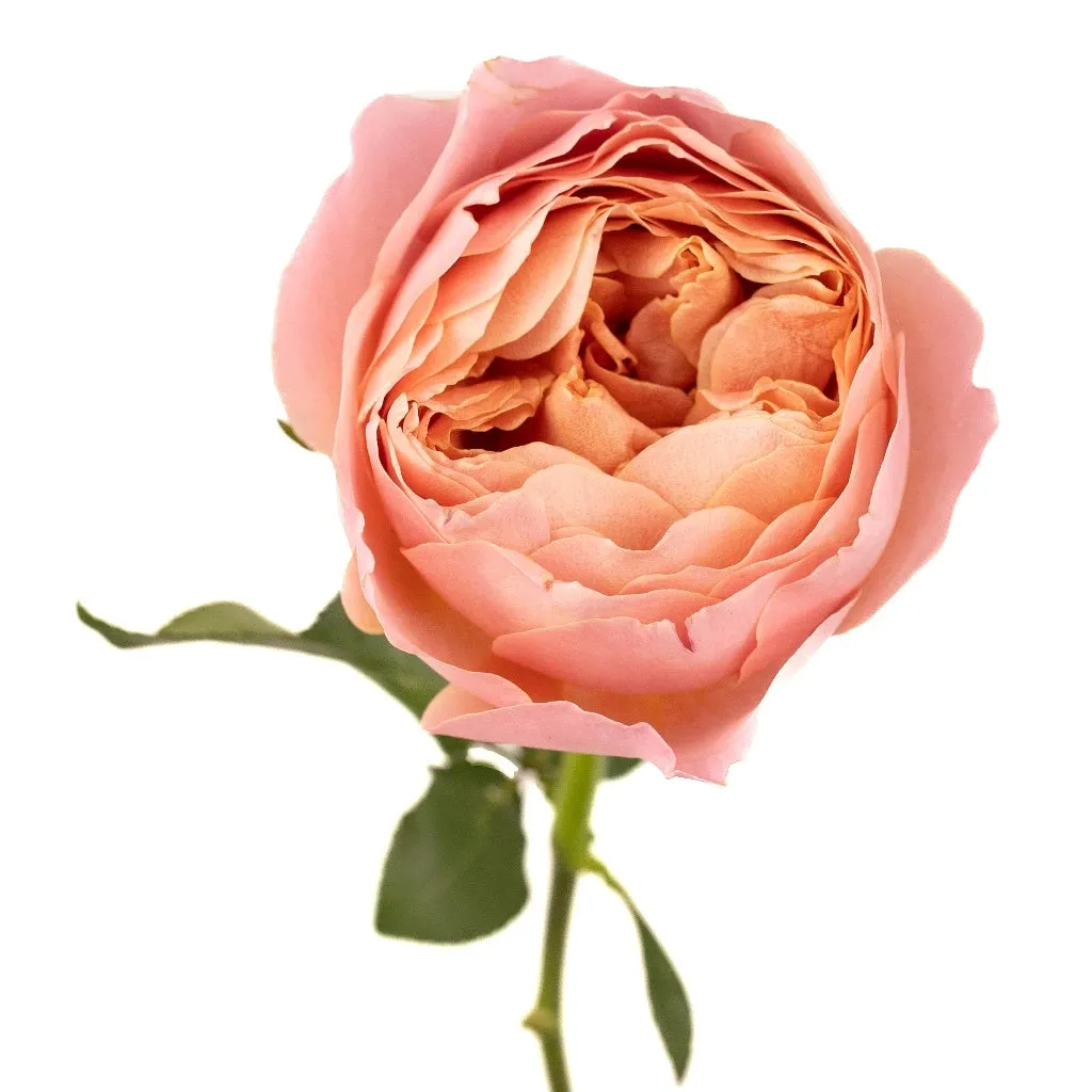 Romantic Antique Pink Cabbage Garden Rose